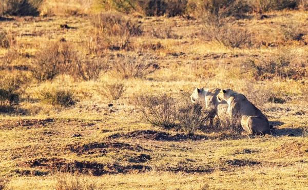 Une Photo Rapprochée Deux Lionnes Afrique Dans Une Réserve Regardant — Photo