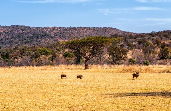 Çevresinde yaban domuzları olan bir Akasya ağacının manzarası.