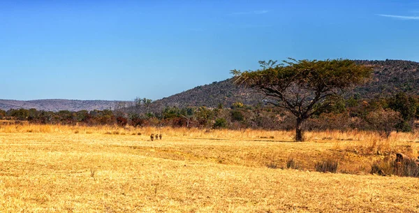 Çevresinde yaban domuzları olan bir Akasya ağacının manzarası.