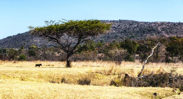Çevresinde Yaban Domuzları Olan Bir Akasya Ağacının Manzarası — Stok fotoğraf