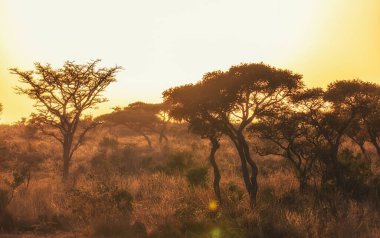 Safari sırasında Afrika savanasında bir ağacın siluetinin arkasında gün batımı