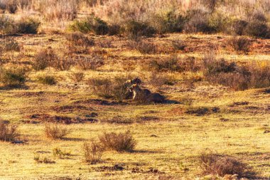 İki dişi aslan avlanmaya bakıyor.