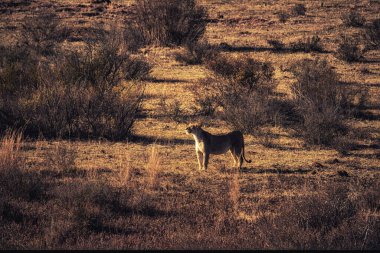 Dişi aslan (Panthera leo) Güney Afrika 'daki Marakele Ulusal Parkı' nda yürüyor