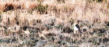 Güney Afrika 'da bir oyun parkında oturan ve izleyen bir dişi aslan.