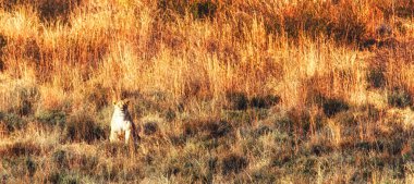 Dişi aslan çimenlere karışıyor.