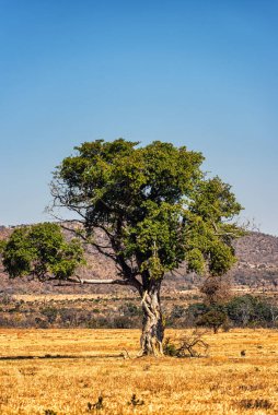 Büyük Afrika vahşi incir ağacının manzarası (Ficus spp)