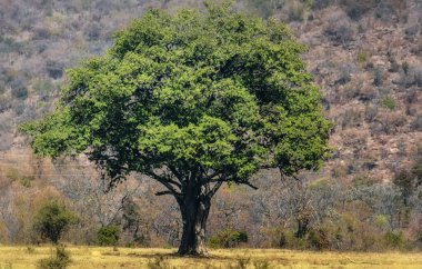 Büyük Afrika vahşi incir ağacının manzarası (Ficus spp)