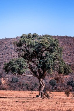Büyük Afrika vahşi incir ağacının manzarası (Ficus spp)