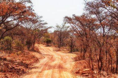 Güney Afrika 'da Welgevonden Ulusal Rezervi' ndeki kirli yol.