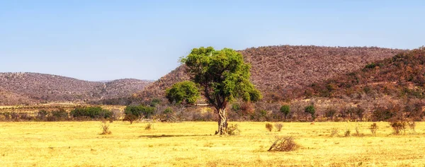 Scenisk Över Ett Stort Afrikanskt Vildfikonträd Ficus Spp — Stockfoto