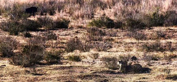 Львица Panthera Leo Готова Напасть Гну Connochaetes Taurinus — стоковое фото