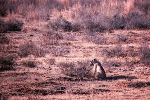 Lionne Assise Dans Herbe Savane Regardant — Photo