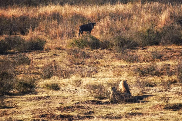 Duas Leoas Ver Uma Manada Gnus Pôr Sol — Fotografia de Stock