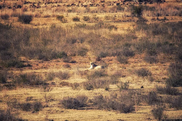 Lionne Assise Dans Herbe Savane Regardant — Photo