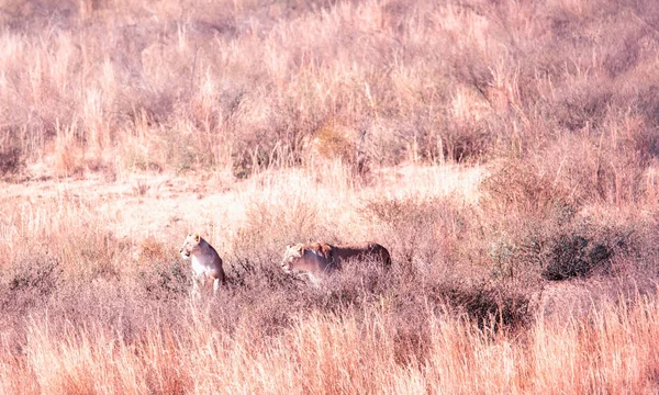 Deux Lions Femelles Rôdent Dans Les Plaines Marakele Afrique Sud — Photo