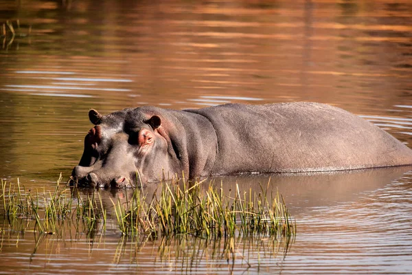 Hippo Água Olho Olho África Sul National Park — Fotografia de Stock