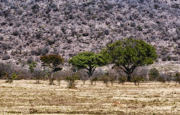 Widok Duże Afrykańskie Dzikie Drzewo Figowe Ficus Spp — Zdjęcie stockowe