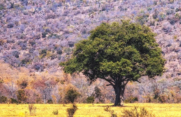 Vista Panorámica Una Gran Higuera Silvestre Africana Ficus Spp — Foto de Stock