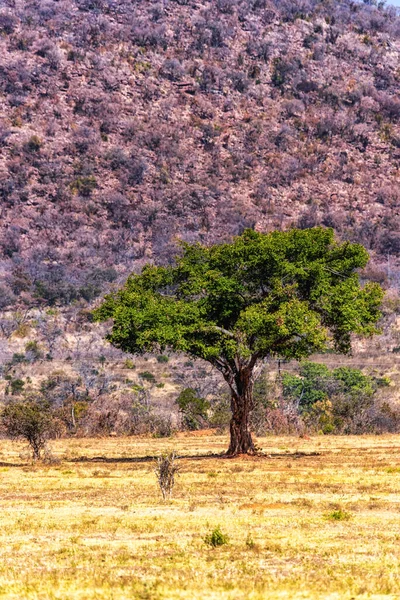 Живописный Вид Большое Африканское Дикое Дерево Ficus Spp — стоковое фото