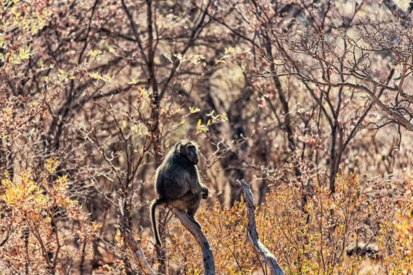 Chacma Baboon Sitter Marken Varmt Ljus — Stockfoto