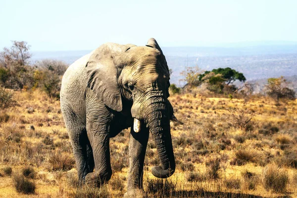 Africano Elefante Loxodonta Africana Touro Welgevonden Reserve África Sul África — Fotografia de Stock