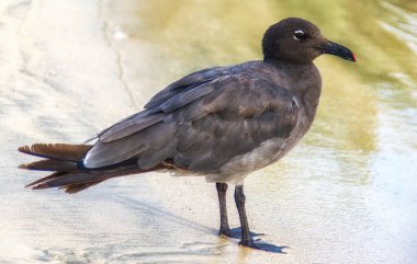 Lav martı veya esmer martı (Leucophaeus fuliginosus), dünyanın en nadir martı olduğu söylenen martı, Galapagos Adaları 'na özgüdür. Puerto Ayora, Santa Cruz, Galapagos, Ekvador.