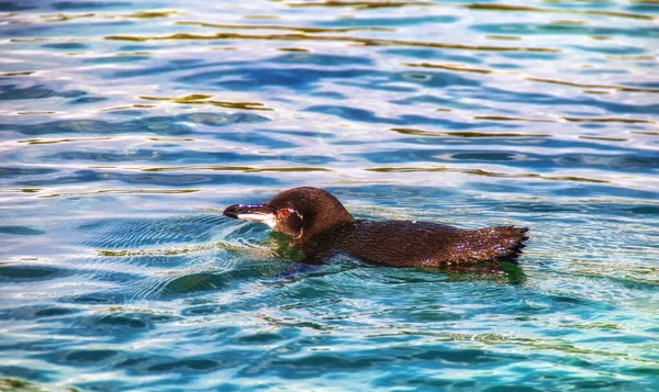 Pinguim Galápagos Spheniscus Mendiculus Nadando Mar Equador Ilhas Galápagos — Fotografia de Stock