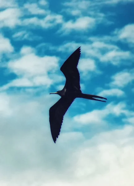 Man Frigatebird Fregata Vliegen Tijdens Vlucht Punta Suarez Espanola Island — Stockfoto