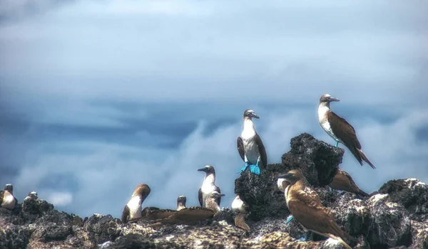 Blue Footed Booby Sula Nebouxii Marine Bird Native Subtropical Tropical — Stock Photo, Image