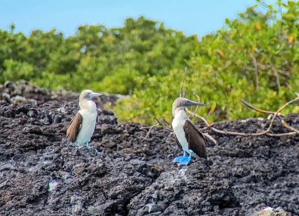 Der Blaufußtölpel Sula Nebouxii Ist Ein Meeresvogel Der Subtropischen Und — Stockfoto