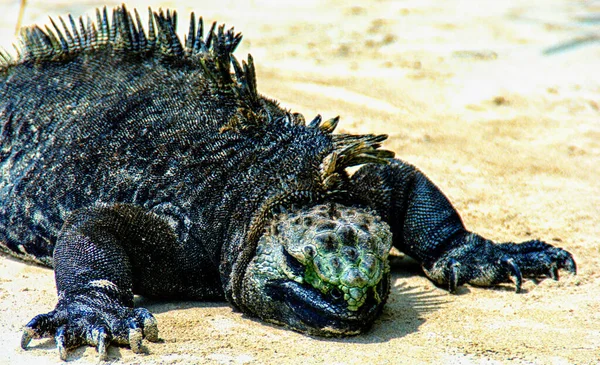 Egy Tengeri Iguána Amblyrhynchus Cristatus Isabela Szigeten Nyugat Galapagoson Igunana — Stock Fotó