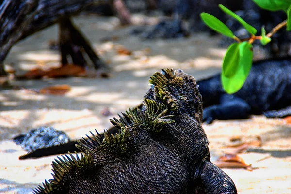 Egy Tengeri Iguána Amblyrhynchus Cristatus Isabela Szigeten Nyugat Galapagoson Igunana — Stock Fotó