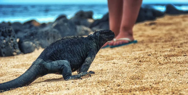 Una Iguana Marina Tomando Sol Los Pies Turista — Foto de Stock