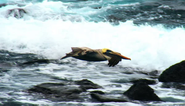 Pelikan Fliegt Über Wasser Bei San Cristobal Auf Den Galapagos — Stockfoto