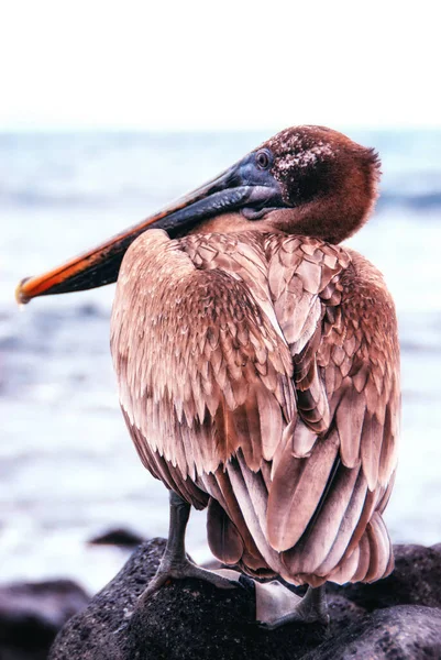Brun Pelikan Pelecanus Occidentalis Galapagosöarna Ecuador — Stockfoto