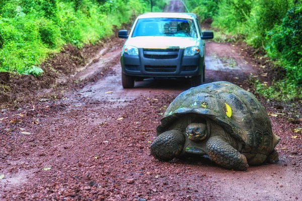 Una Tortuga Gigante Peligro Extinción Cruzando Una Carretera Sucia Mientras — Foto de Stock