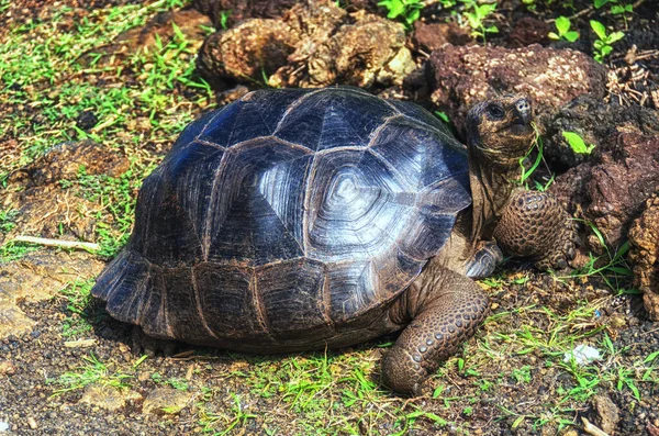 Porträt Der Riesenschildkröte Gaalpagos Chelonoidis Nigra Die Größte Lebende Schildkrötenart — Stockfoto