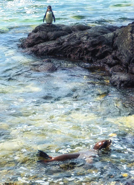 Leão Marinho Pinguins Galápagos Relaxando Nas Rochas Ilha Floreana Arquipélago — Fotografia de Stock