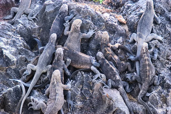 Marine Iguana Galapagos Marine Iguana Amblyrhynchus Cristatus Colony Coast Ecuador — 图库照片