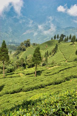 Hindistan, Darjeeling tepelerindeki teraslarda yetişen güzel yeşil çay tarlaları..