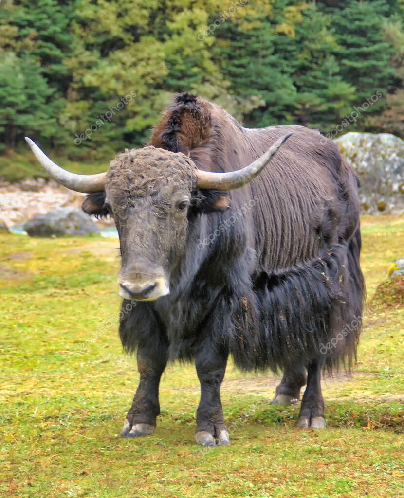 El yak es un animal domesticado que se encuentra en todo el Himalaya
