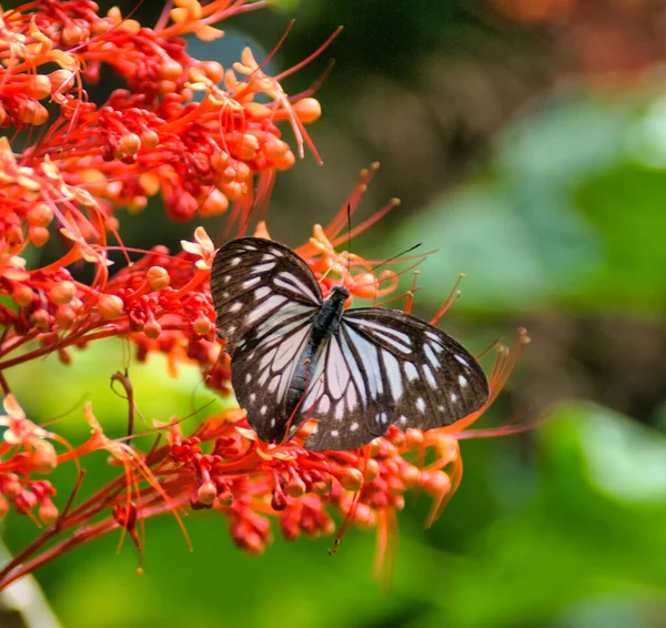 Kastanjefjäril Neptis Jumbah — Stockfoto