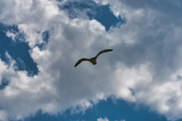 Caça Falcão Peregrino Falco Peregrinus — Fotografia de Stock