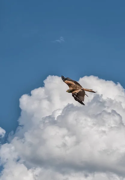 Red Kite Shows Home Sky Hardly Ever Touch Ground — Stock Photo, Image