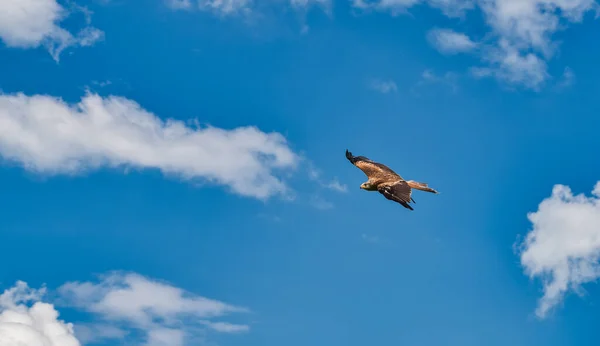 Kite Vermelho Mostra Que Ele Está Casa Céu Eles Quase — Fotografia de Stock