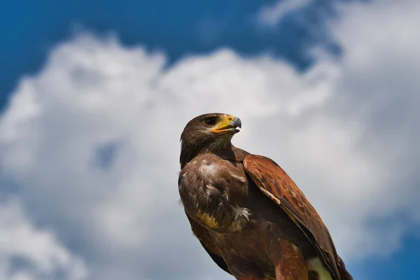 Retrato Falcão Cauda Vermelha Buteo Jamaicensis — Fotografia de Stock