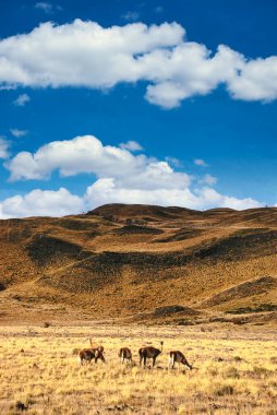 Şili, Patagonya. Küçük guanaco sürüsü. Guanaco, kamelya familyasından yırtık toynaklı bir memeli türü..