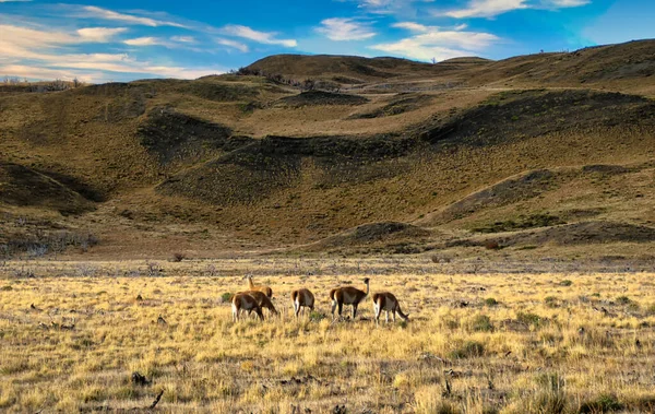 Chili Patagonië Kleine Kudde Guanaco Guanaco Een Geslacht Van Zoogdieren — Stockfoto