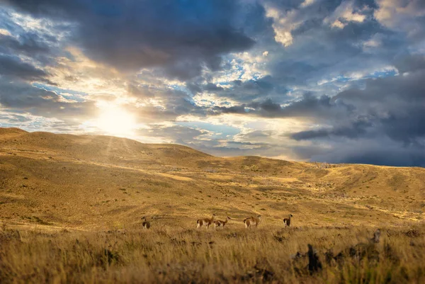 Chile Patagónia Kis Guanacói Csorda Guanaco Egy Hasított Körmű Emlős — Stock Fotó