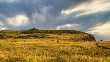 Vahşi atlar Paskalya Adası 'nda Günbatımında.
